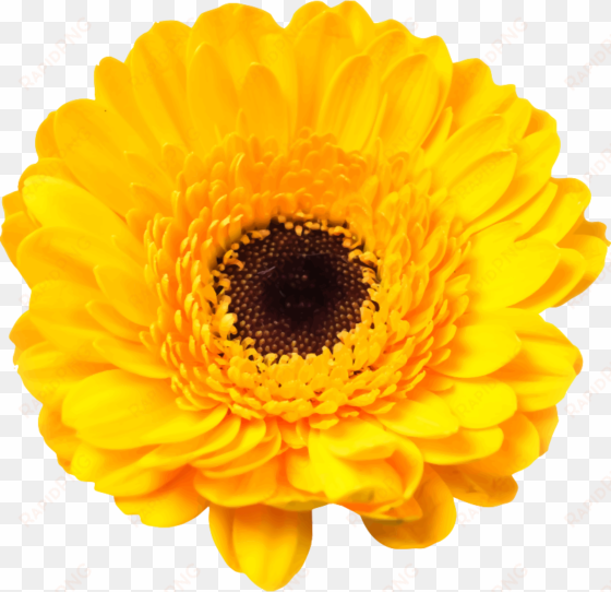 Daisy Family Cut Flowers Common Daisy - Yellow Daisy transparent png image