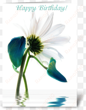 daisy greeting card - oxeye daisy