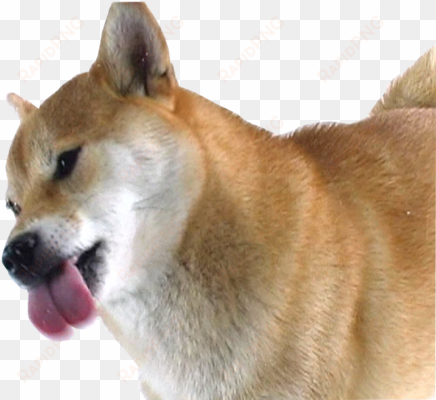 dancing doge png - shiba inu licking screen