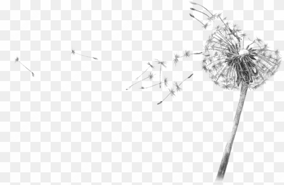 dandelion blowing drawing transparent - dandelion black and white drawing