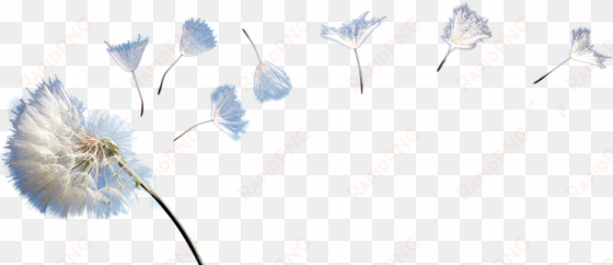 dandelion png - photo - dandelion transparent background png