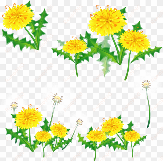 dandelions png - yellow flower border transparent
