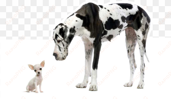 danes dog looking down at a chihuahua white dog - great dane