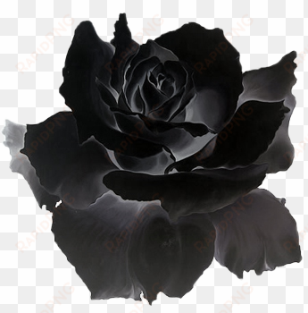 dark flower png - black is red rose gif