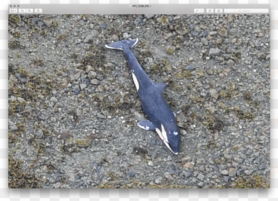 dead killer whale found off the north coast - whale