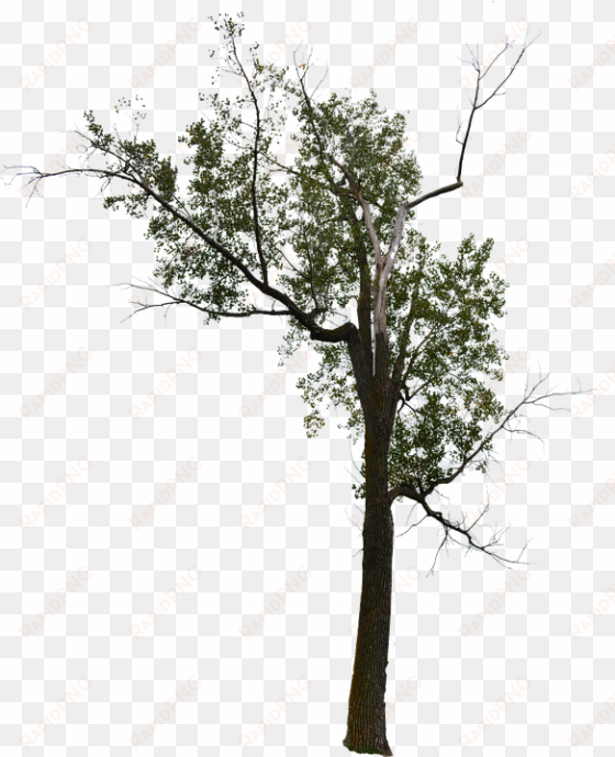 Dead Tree, Dead Tree With No Background, Halloween - Tree transparent png image