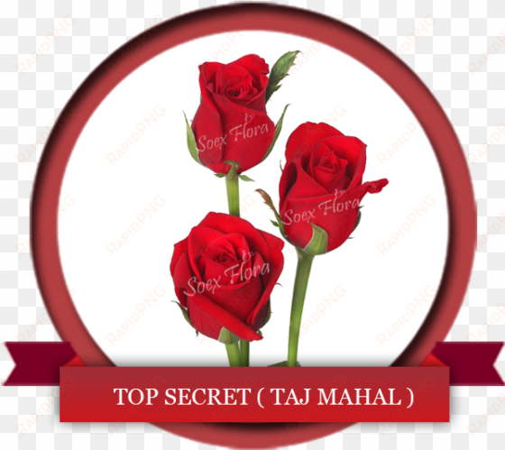 Deep Red Rose Symbol Of Love Top Secret Also Known - Taj Mahal Rose transparent png image