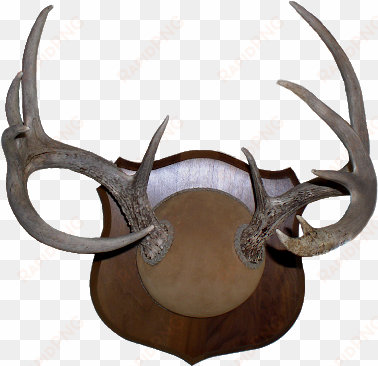 deer antlers png sharp-lookin' deer antler mount - antler