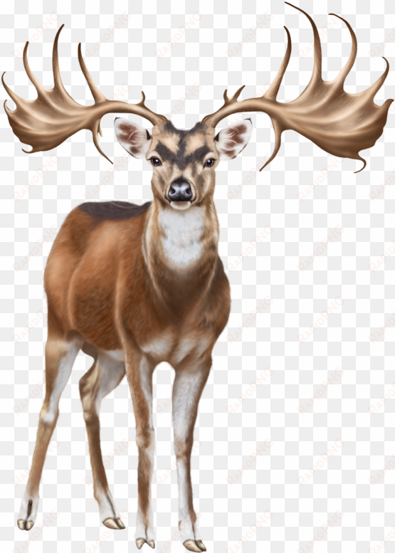 deer png clip art - white deer png on transparent background