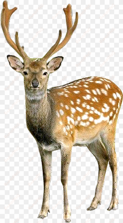 deer png image - deer png