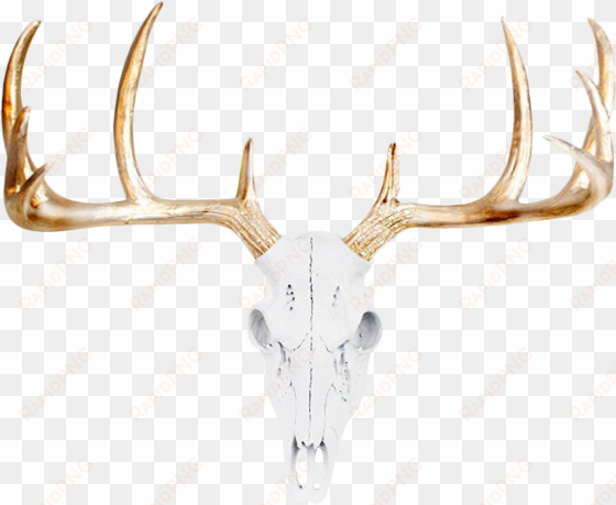 deer skull png - skull deer head
