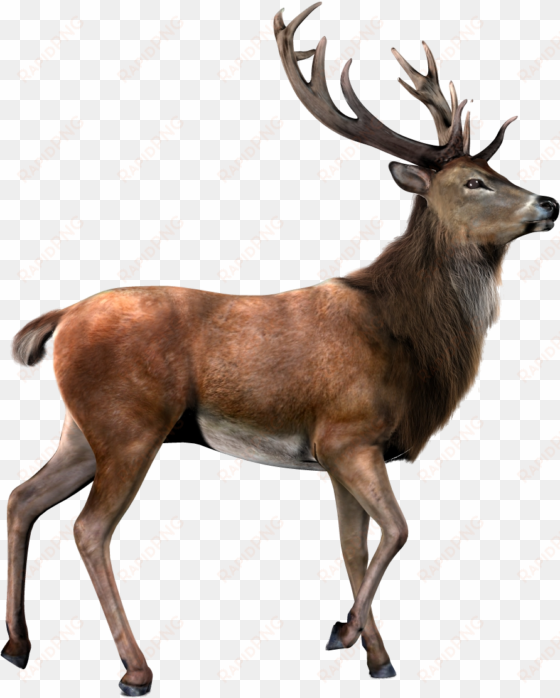 deer with transparent background png - best gift - hunters will do anything