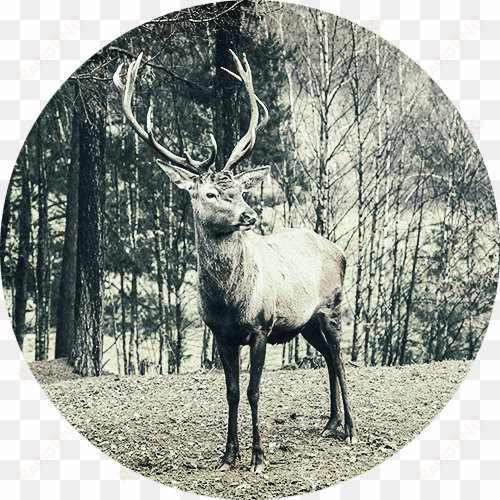deer2 - male