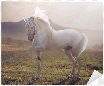 descargar imagenes de caballos blancos