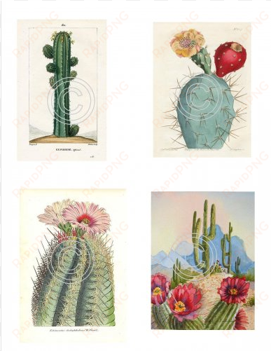 desert plant i framed art print multi