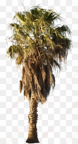 desert trees png - desert palm tree png