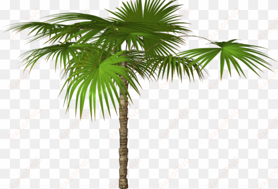 desktop palm tree hd wallpapers - Пальма Ветка Пнг