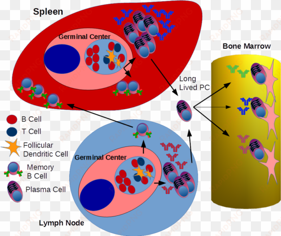 development of memory b cells & antibody producing - spleen and b cell activation