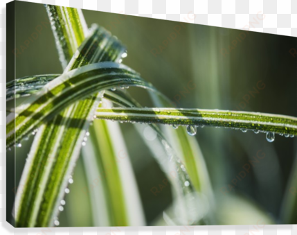 dew clings to ornamental grass - posterazzi dew clings to ornamental grass astoria oregon