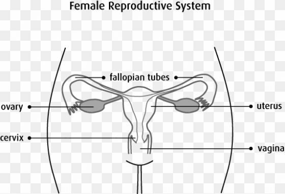 diagram of the female reproductive system - female reproductive system diagram black and white