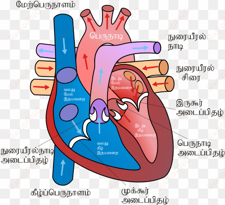 diagram of the human heart ta - human heart sketch diagram