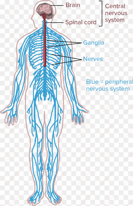 diagram of the human nervous system - human body nervous sysytems