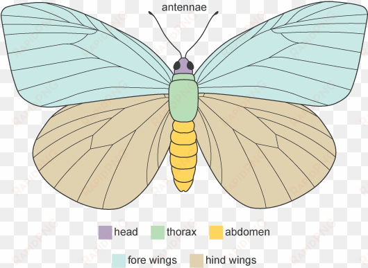 diagram showing the main anatomical features of a butterfly - diagram of adult butterfly