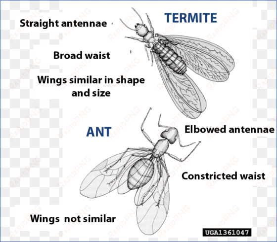 difference between winged carpenter ants and winged - termite princess