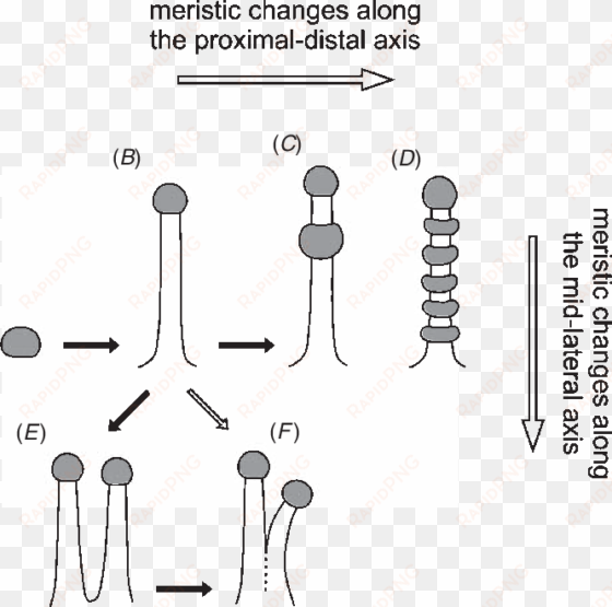 different type of tentacles and their possible evolution - tentacle