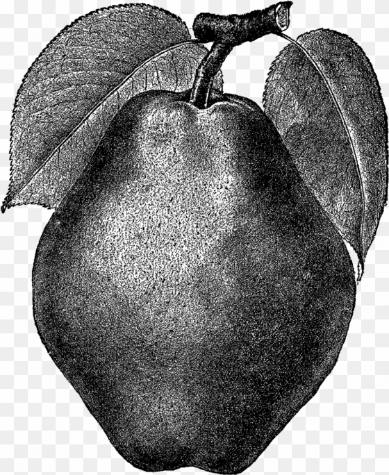 digital stamp design - illustration vintage fruit pear