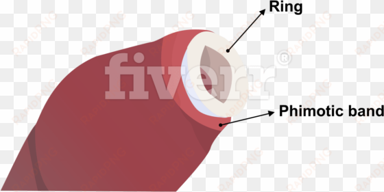 digitally draw anatomy diagrams and medical illustrations - fiverr