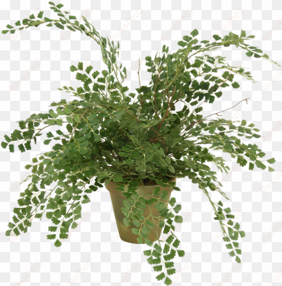 distinctive designs silk maidenhair fern in 6-in weathered