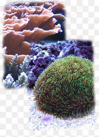 dive in to the details about the diversity, complexity, - stony coral