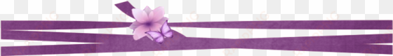 dividers » abstract » ribbon divider - purple ribbon png transparent