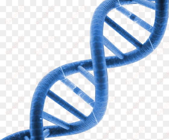 dna clipart clipart transparent background - dna png