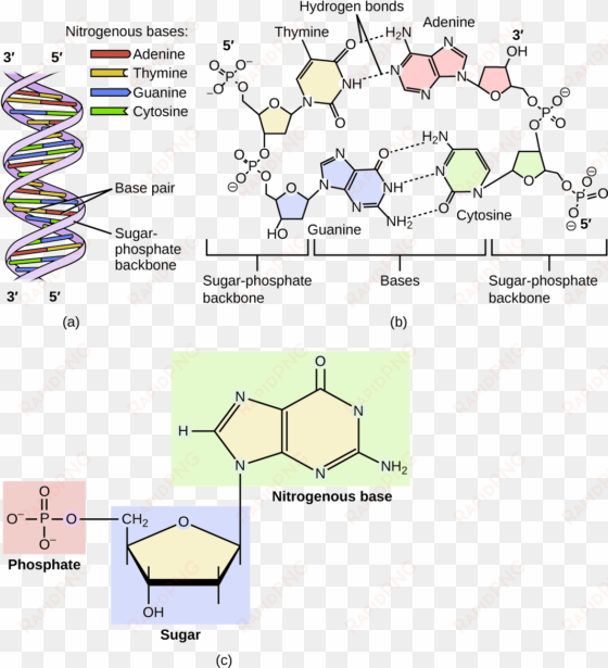 dna is a double helix consisting of two single dna - dna molecule nucleotide