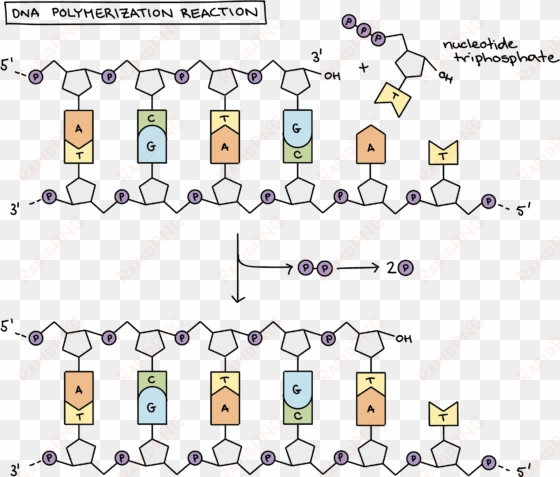 dna polymerization reaction the diagram shows a template - dna replication chemistry
