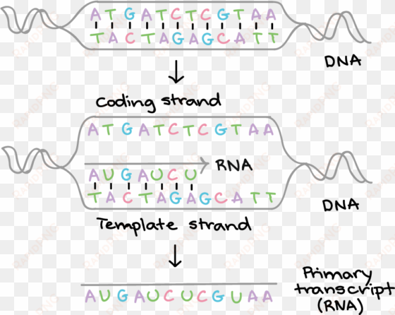 dna replication and rna transcription and translation - transcription