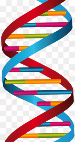 dna strand