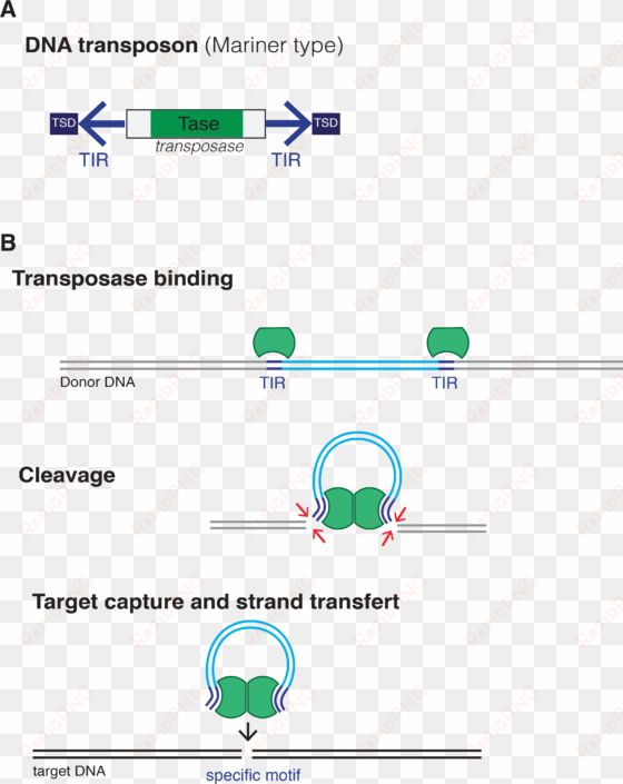 dna transposon - dna transposons