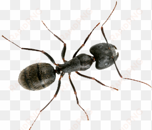 do carpenter ants bite