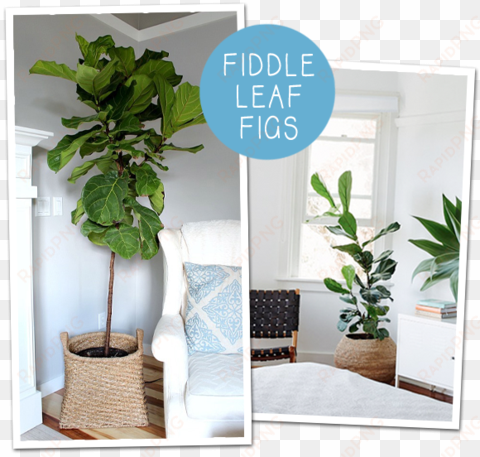 do you ever get your heart set on something for your - indoor big plant tree