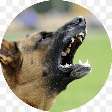 Does Your Dog Turn Into A Demon When He Sees Dogs Or - Varg Nordic Flora Pt 3 transparent png image