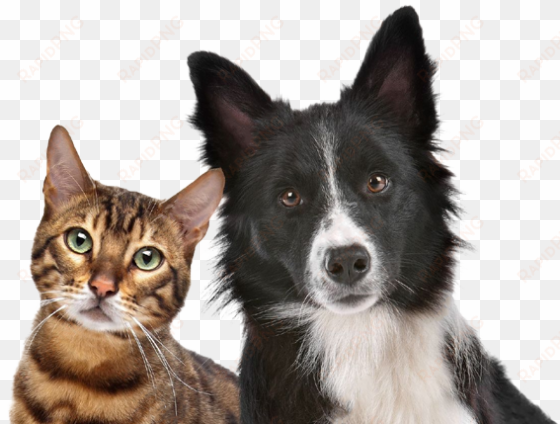 dog and cat stock