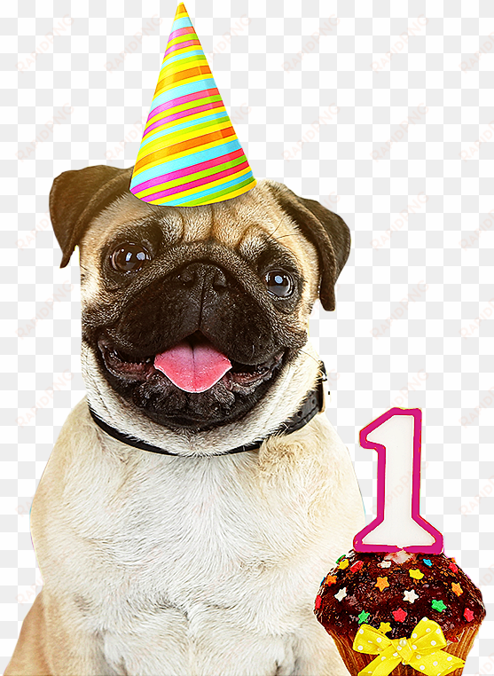 dog birthday party hats izodshirts info - milkyway cases go pug yourself clear tpu cell phone