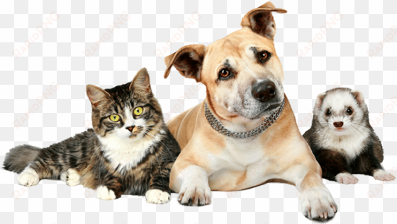 Dog Cat And Ferret transparent png image