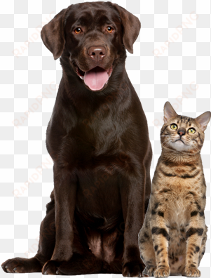 dog cat group - senior dog and cat