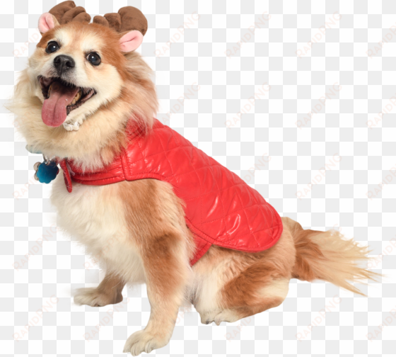 dog in holiday jacket and reindeer antlers cat in santa - dog cut out pmg