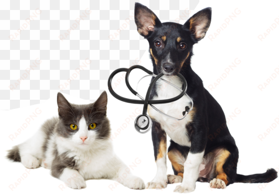 dog with stethoscope and cat - cat dog vet