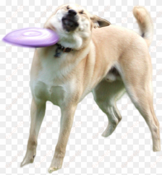 doge png - ultra heck